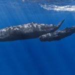Japón reiniciará la caza comercial de ballenas