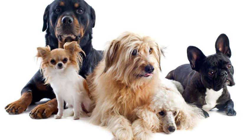 Los problemas hepáticos en perros y cómo prevenirlos