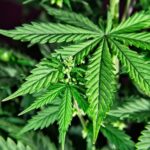 Aspectos legales sobre plantar cannabis en casa