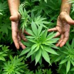 ¿Se puede cultivar el cannabis en tu hogar?