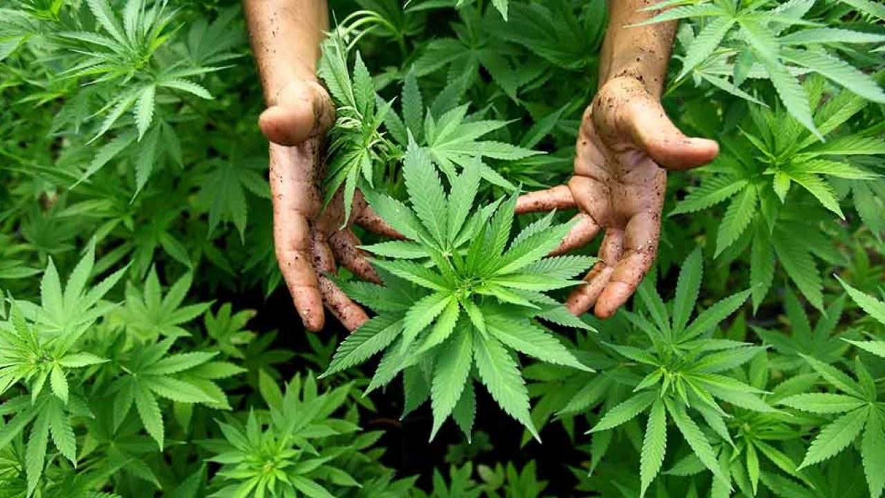 ¿Se puede cultivar el cannabis en tu hogar?