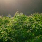 Información sobre los abonos para cáñamo de cannabis