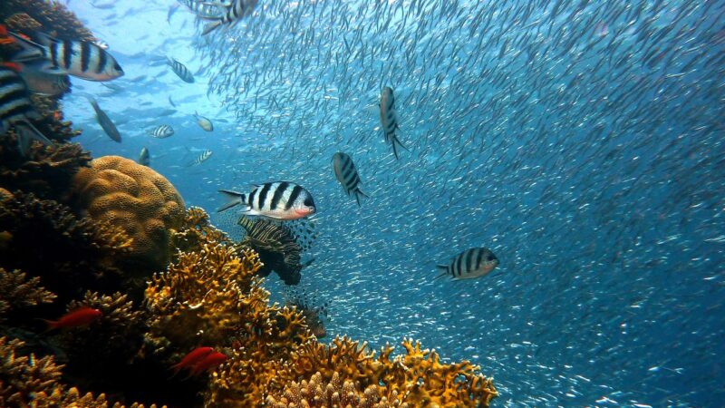 Hurghada Diving, una excelente escuela de buceo en el Mar Rojo