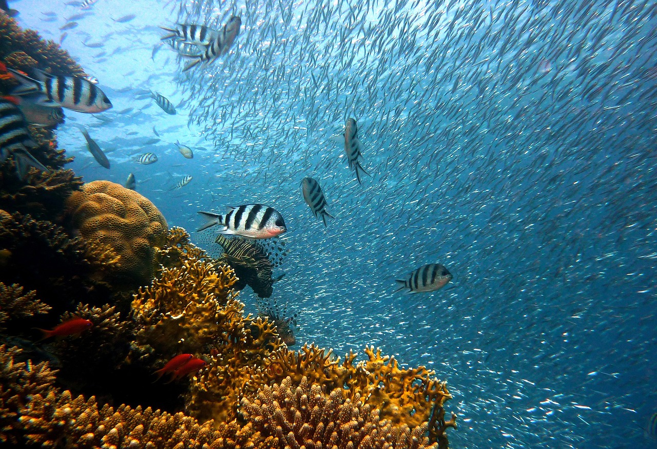 Hurghada Diving, una excelente escuela de buceo en el Mar Rojo